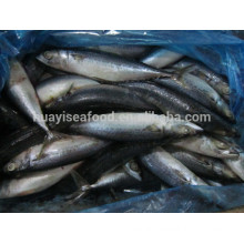 New frozen pacific mackerel fish